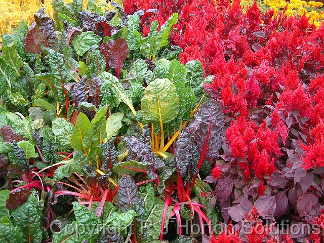 Silverbeet_Rainbow and celosia